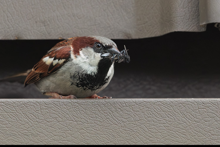male house sparrow with flies for chicks